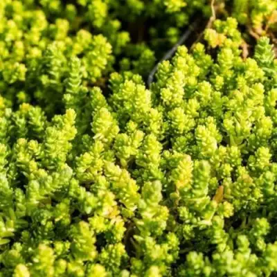 Очиток (седум) ЙЕЛЛОУ КВИН едкий в Орше