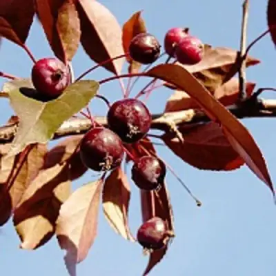 Яблоня РОЯЛТИ декоративная в Орше