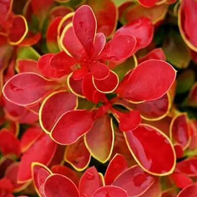 Барбарис КОРАЛ тунберга в Орше