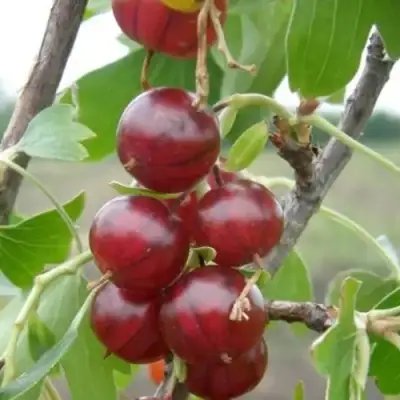 Смородина золотистая КЛЮКВЕННАЯ в Орше