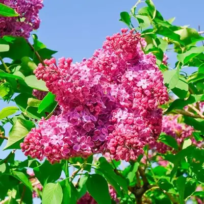 Сирень КРАСНАЯ МОСКВА в Орше