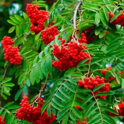 Рябина ПЛАКУЧАЯ сладкоплодная в Орше