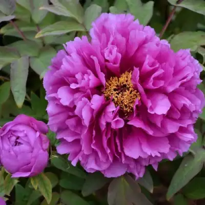 Пион ЛИЛОВАЯ ФАНТАЗИЯ древовидный в Орше