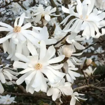 Магнолия РОЯЛ СТАР в Орше