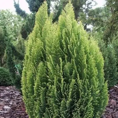 Кипарисовик ЭЛВУДИ ЭМПАЙР лавсона в Орше