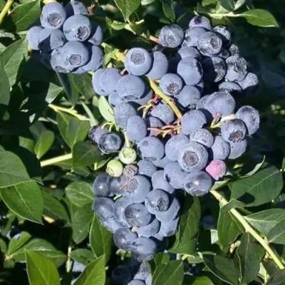 Голубика БОНУС в Орше