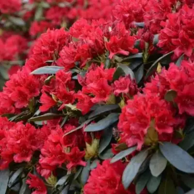 Рододендрон БУЗУКИ в Орше