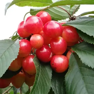 Черешня ГАСТИНЕЦ в Орше