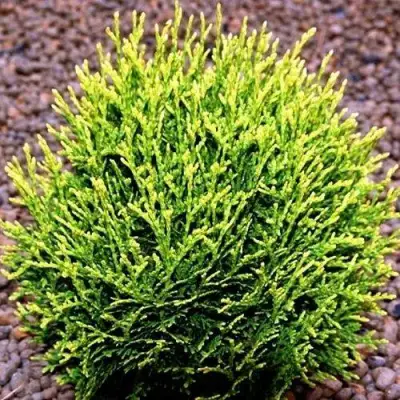 Туя ВОТЕРФИЛД западная в Орше