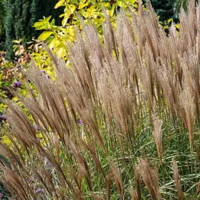 Мискантус КЛЯЙН СИЛЬБЕРСПАЙН китайский  в Орше