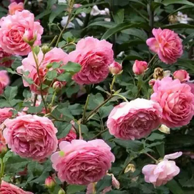 Роза ДЖУБИЛИ СЕЛЕБРЕЙШН английская в Орше