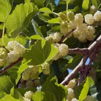 Шелковица БЕЛАЯ АЛЬБА в Орше