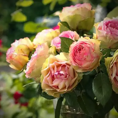 Роза ПИТАХАЙЯ чайно-гибридная в Орше