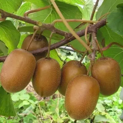 Актинидия ХЕЙВАРД киви в Орше