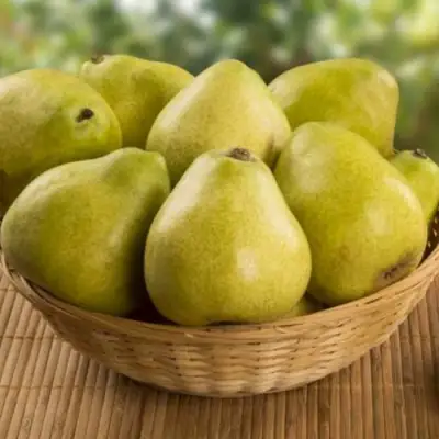 Груша ВИЛИЯ в Орше