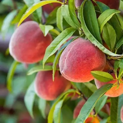 Персик РЕД ХЕВЕН в Орше