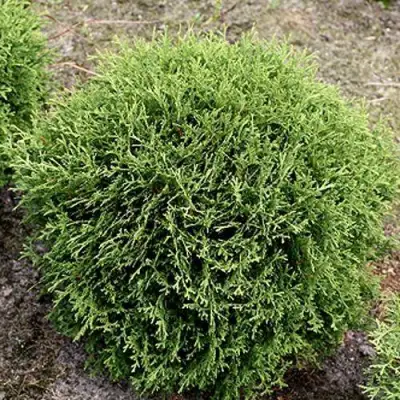 Туя ТИНИ ТИМ западная в Орше