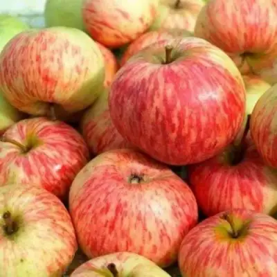 Яблоня РАНЕТКА (КОРОБОВКА) в Орше