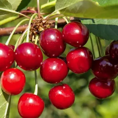 Вишня ЛЮБСКАЯ в Орше