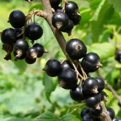 Смородина черная ВОЛОГДА в Орше