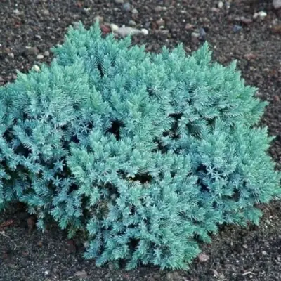 Можжевельник БЛЮ СТАР чешуйчатый в Орше