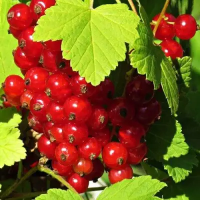 Смородина красная ГАЗЕЛЬ в Орше