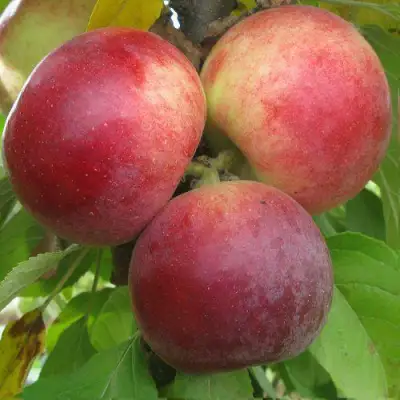 Яблоня БАЛЕРИНА ФЛАМЕНКО колонновидная  в Орше