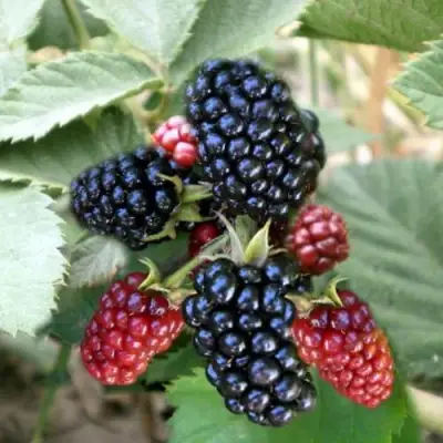 Ежевика ОРКАН бесшипная  в Орше