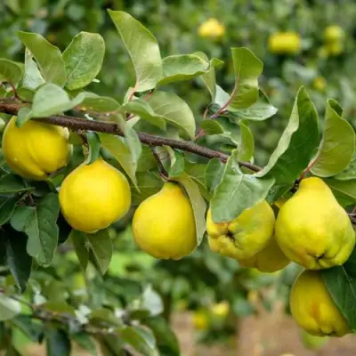 Айва ТРИУМФ в Орше