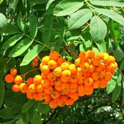 Рябина ДИРКЕНИ ЖЁЛТАЯ  сладкоплодная в Орше