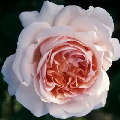 Роза АНДРЕ ЛЕ НОТР чайно-гибридная в Орше