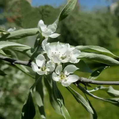 Груша ИВОЛИСТНАЯ в Орше