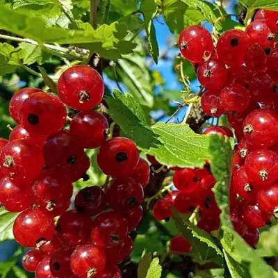 Смородина красная НЕНАГЛЯДНАЯ в Орше