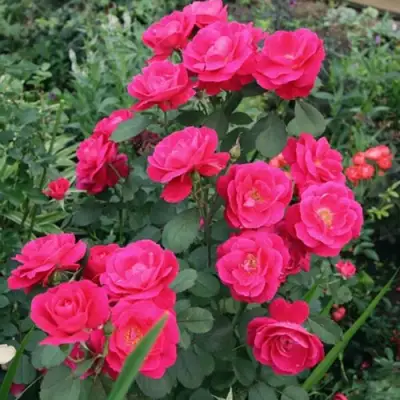 Роза ДЖОРДЖ ВАНКУВЕР флорибунда в Орше