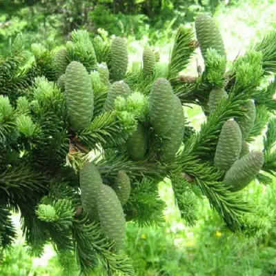 Пихта белая в Орше