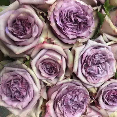 Роза ДОЛЬЧЕТТО чайно-гибридная в Орше