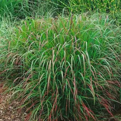 Просо РЕБРАУН прутьевидное в Орше
