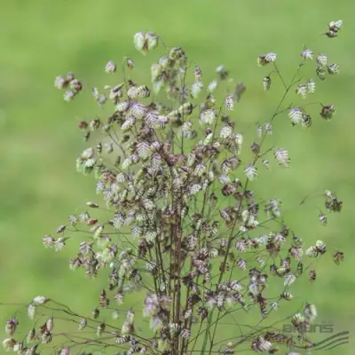 Трясунка средняя в Орше