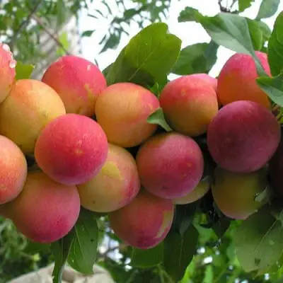 Слива СКОРОПЛОДНАЯ в Орше