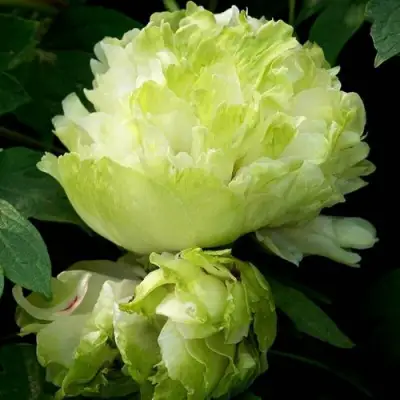 Пион ЗЕЛЕНЫЙ ШАР древовидный в Орше