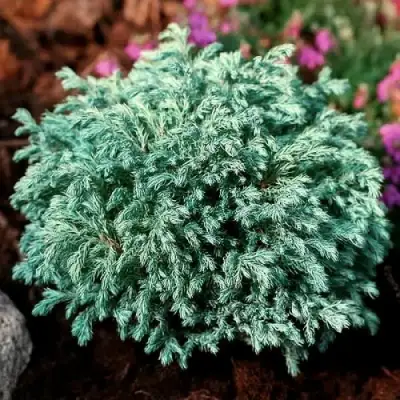 Кипарисовик БЕБИ БЛЮ горохоплодный в Орше