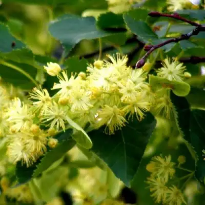 Липа сердцевидная в Орше