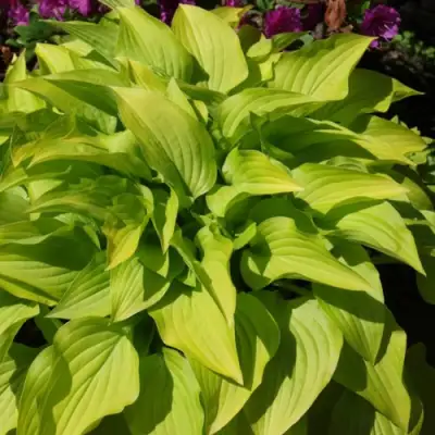 Хоста ХИДОН САНСЕТ в Орше