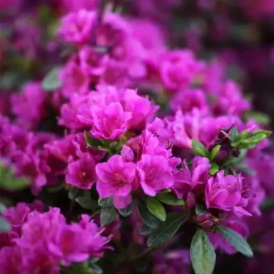 Азалия ГЕЙША ПЕРПЛ японская в Орше