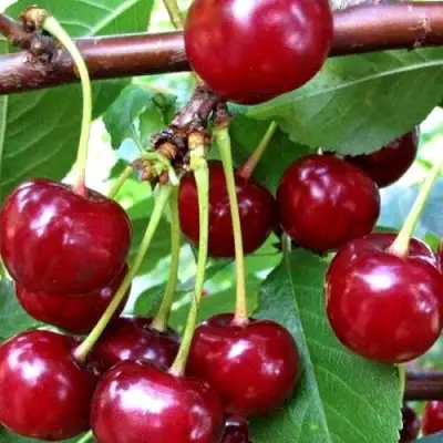 Дюк ШПАНКА ДОНЕЦКАЯ в Орше