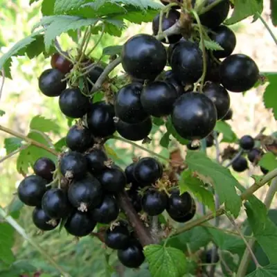 Смородина чёрная ШАРОВИДНАЯ в Орше