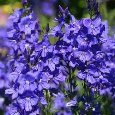 Вероника австрийская в Орше