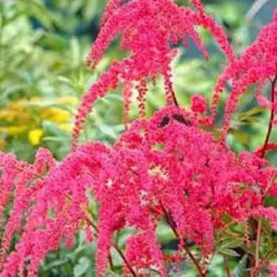 Астильба РЕД ЧАРМ Арендса в Орше