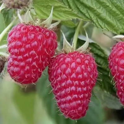 Малина ТУЛАМИН в Орше