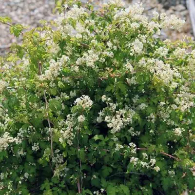 Стефанандра КРИСПА надрезаннолистная в Орше